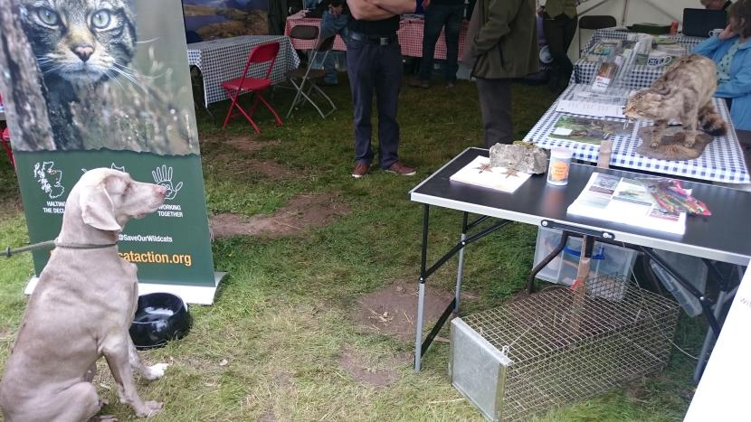 A stall at the fair