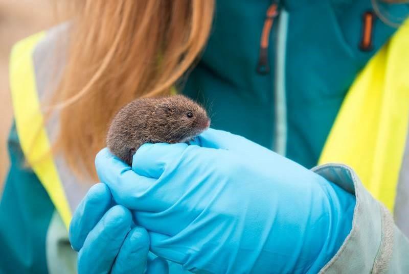 A field vole captured during prey surveys in a Forestry and Land Scotland managed forest.