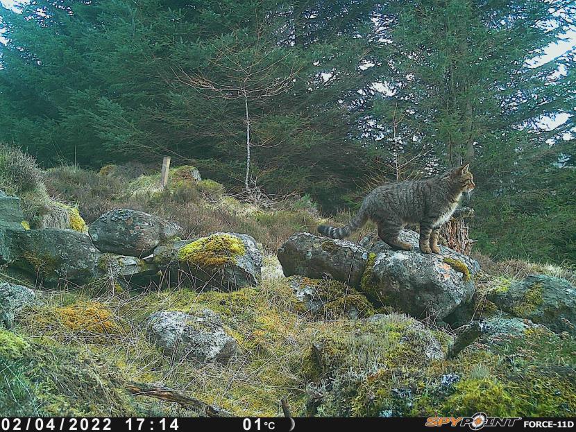 A young male wildcat on top of an artificial den. 