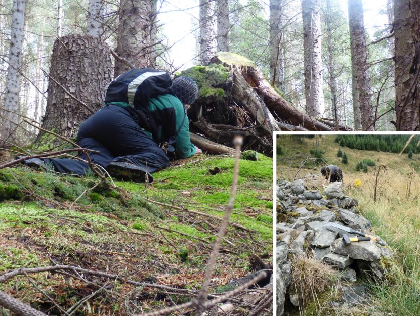 Ranger behind a tree stump assessing a wildcat den
