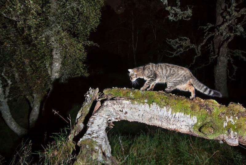 Wildcat hybrid foraging at night.
