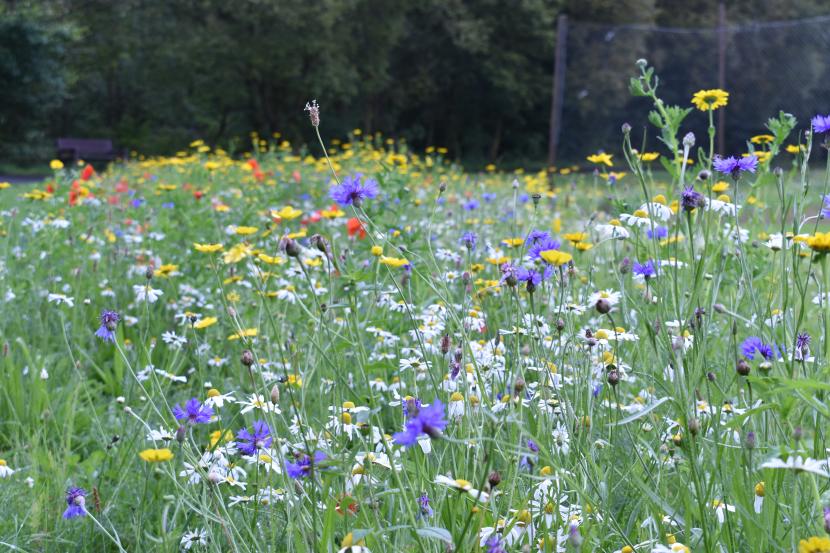 A wildflower strip 