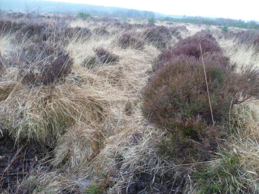 View of rank vegetation growing on the ridges at Moss of Cree (a NatureScot Peatland ACTION restoration site) before peatland restoration activities
