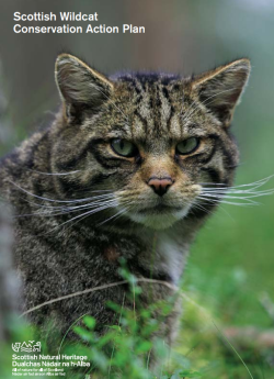 close up of a wildcat