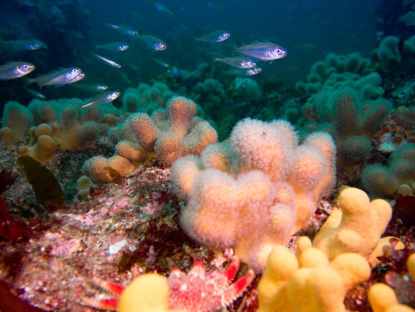 A rocky reef with dead men's fingers and a shoal of juvenile gadoids