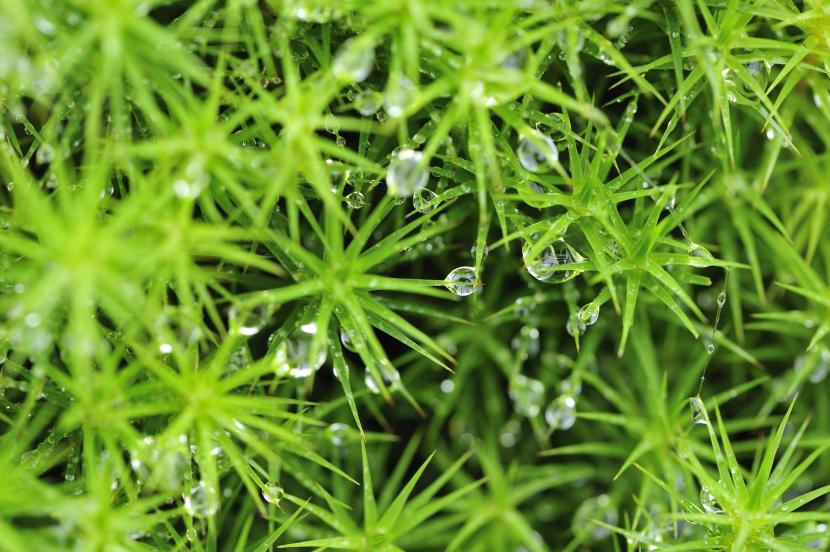 Polytrichium moss