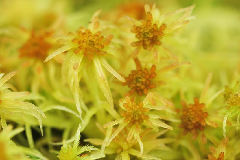 Sphagnum moss