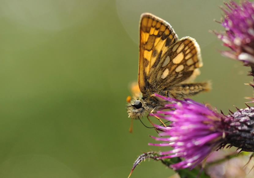 Chequered skipper butterfly