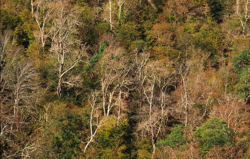 Ash woodland on the slopes of the Glasdrum NNR