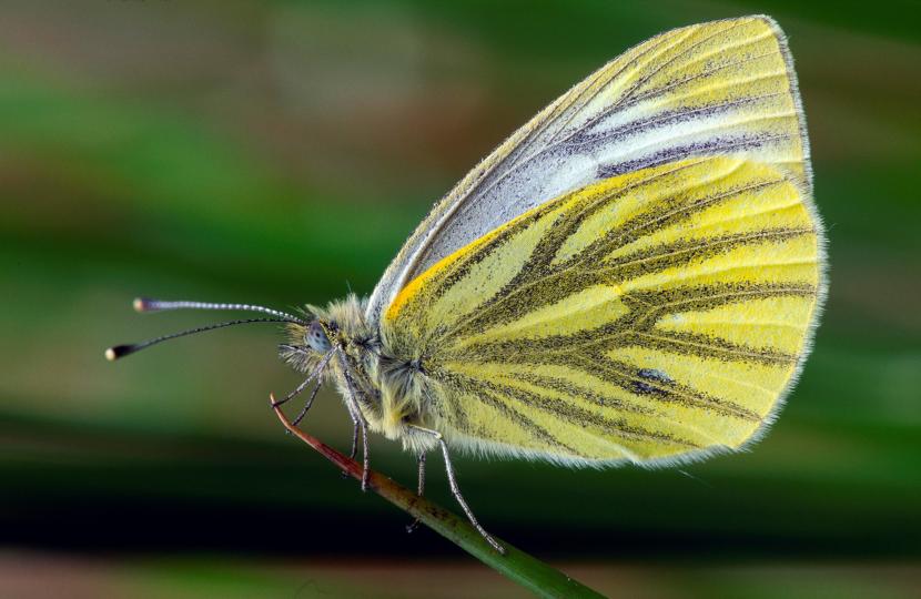 Green-veined White Butterfly