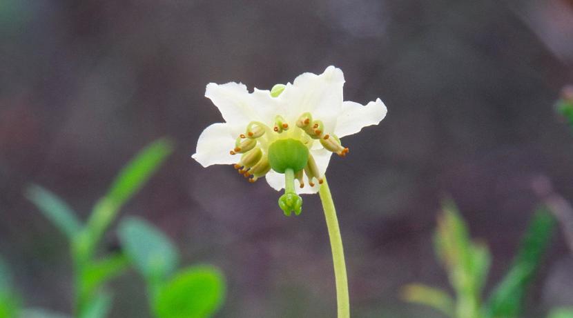 One flowered wintergreen