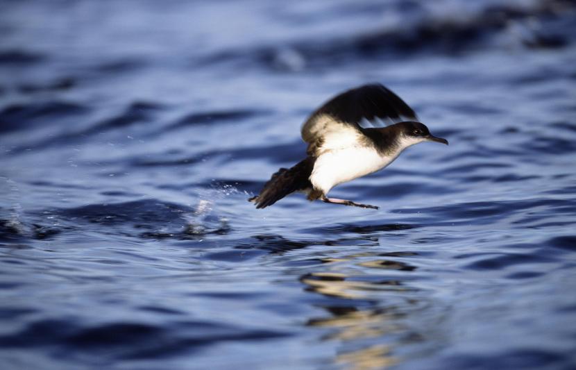 Manx Shearwater