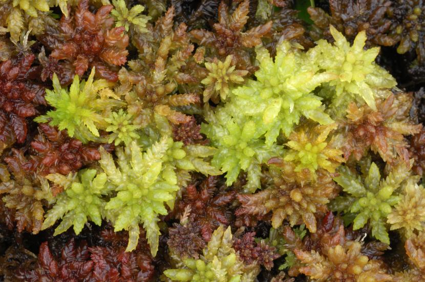 Sphagnum moss