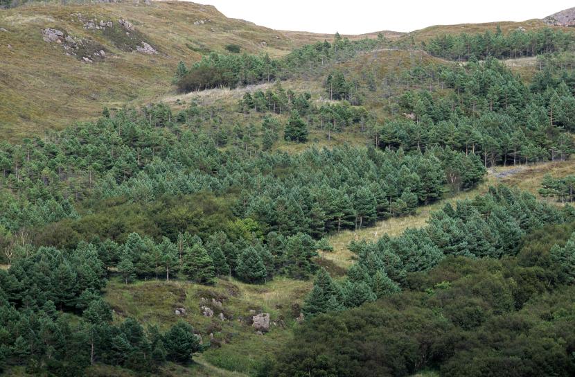 Woodland restoration on Rum