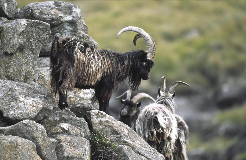 Goats