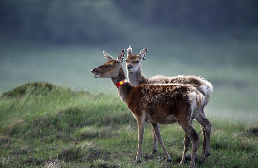 Collared study deer on Rum