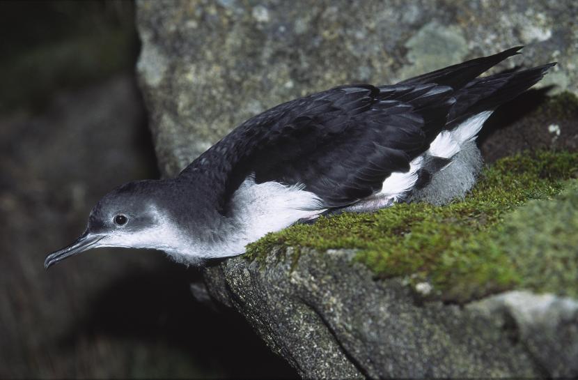Manx shearwater