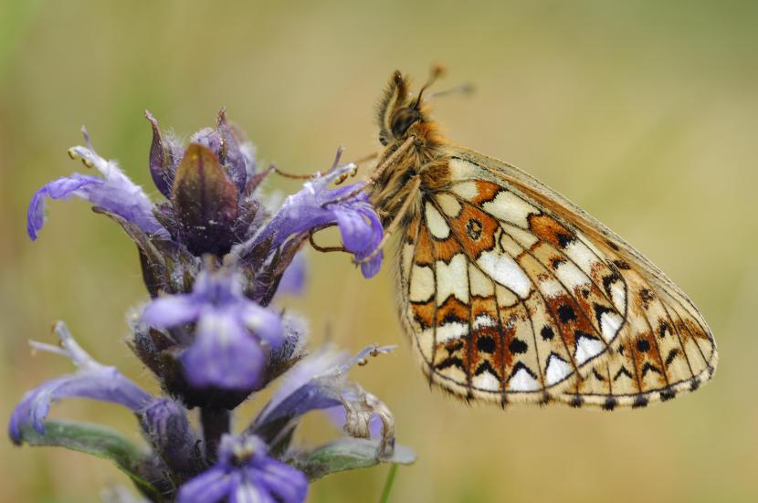 Small pearl-bordered fritillary
