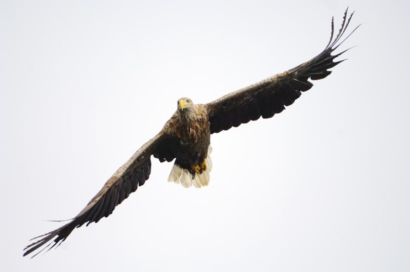 White-tailed eagle