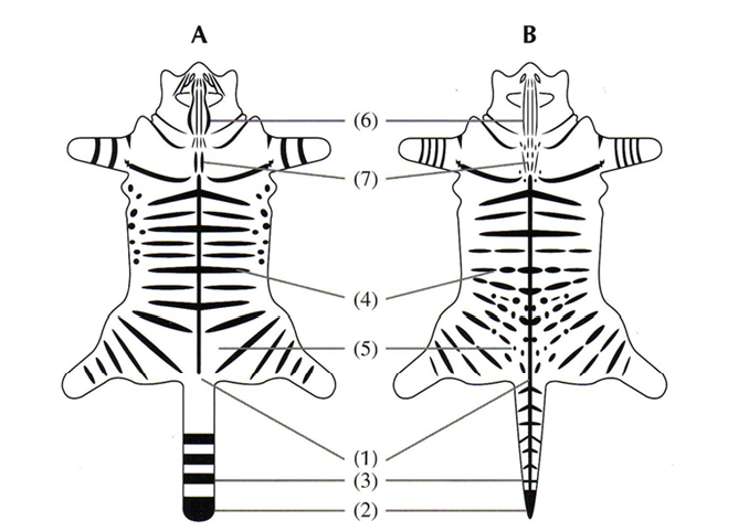 A description can be found below