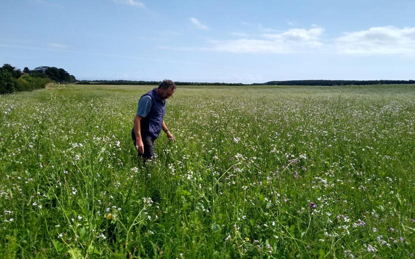 Man walking through long grassed field