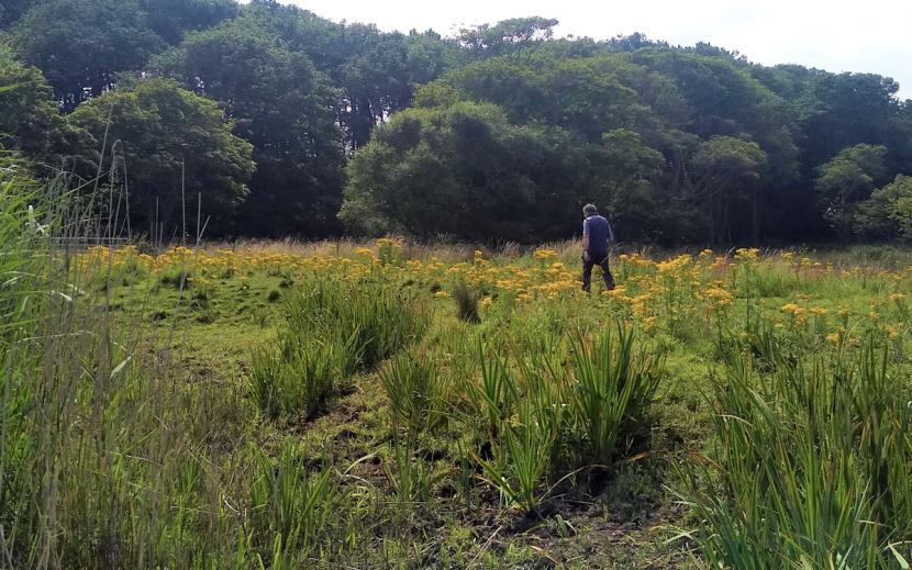 Man walking through a field