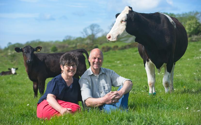 David and Wilma with cow and calf in field
