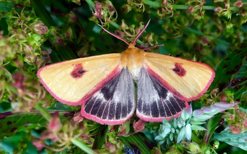 Butterfly on plant