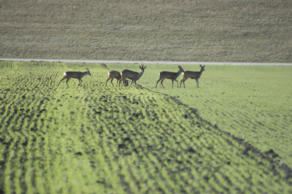 Roe Deer standing in a field