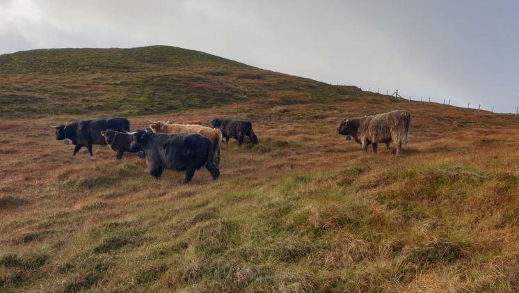Case study - Cattle with nofence collars in field