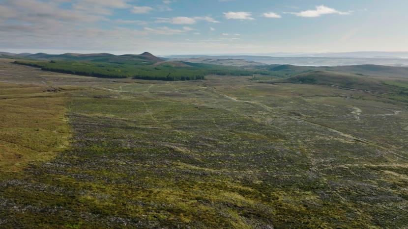 Aerial view of forest-to-bog restoration work.