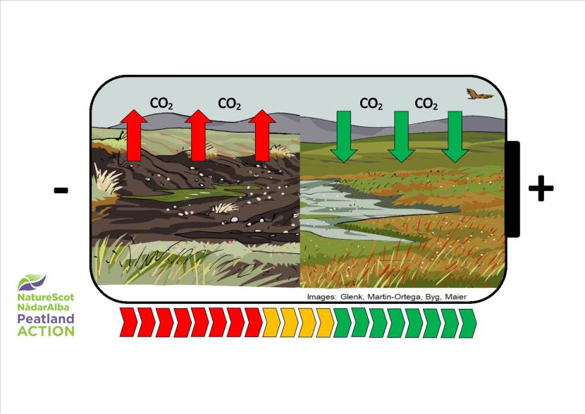 Infographic showing how a healthy peatland acts like a massive battery which stores carbon