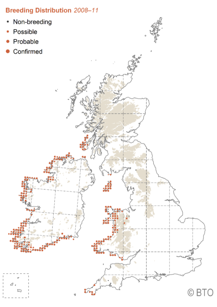 Map of the UK and Ireland showing distribution of breeding chough in the UK and Ireland 2008-11