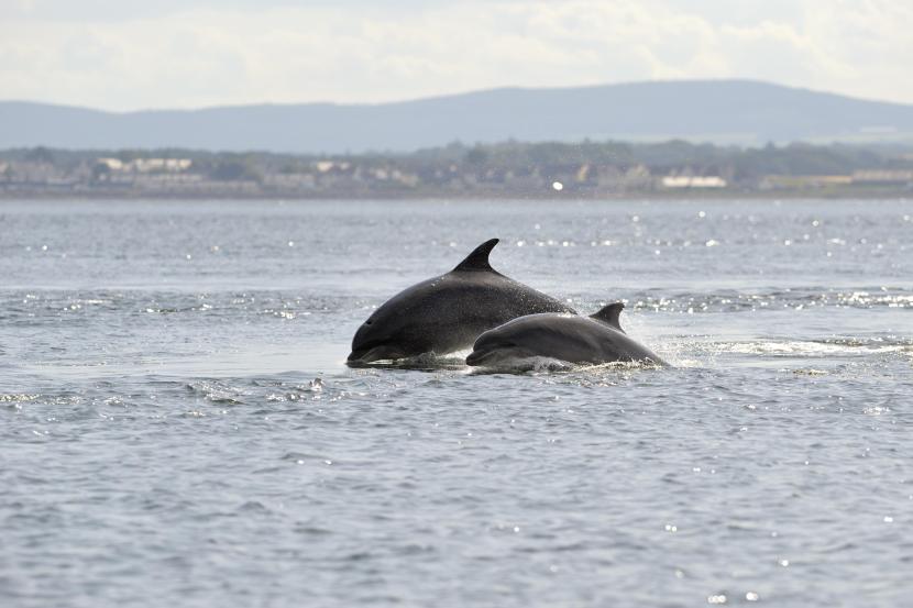 Bottlenose dolphin and calf breaching out of the water.