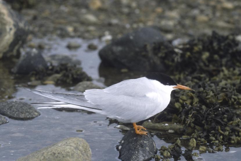 Common Tern standing on a rock on the seashore.