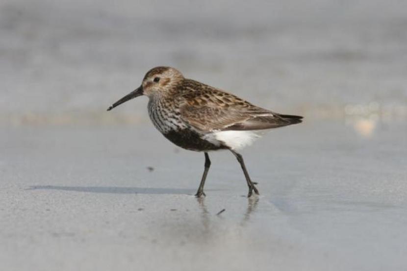 A Dunlin walking across the sand.