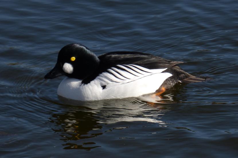 Goldeneye duck swimming in water.
