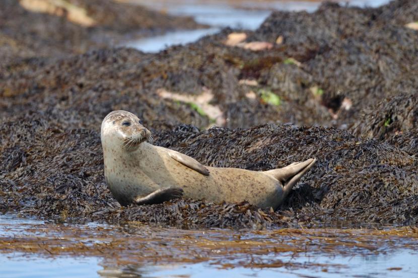 Harbour (Common) Seal resting on exposed rocks at low tide.
