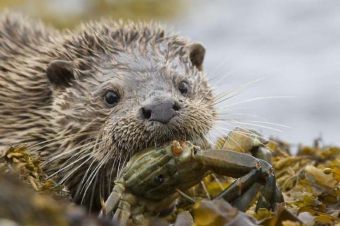 Otter eating seaweed.