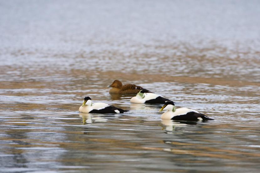 Males and female Eider ducks on the water.