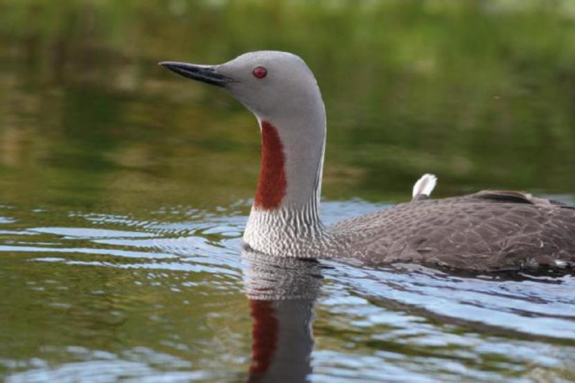 Red-throated diver on a lochan.