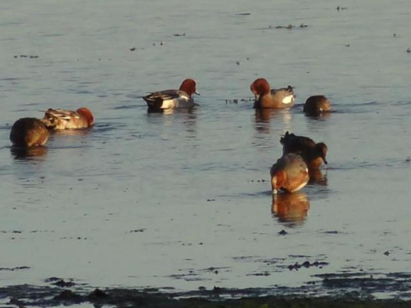 7 wigeon searching for food in shallow water.
