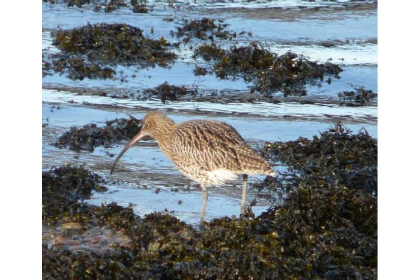 Curlew feeding on shoreline in a patch of seaweed.