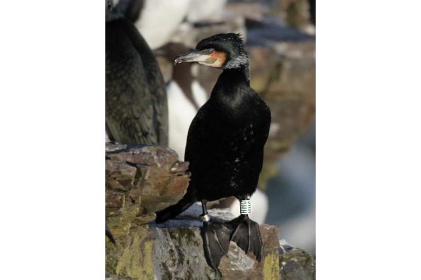 Great Cormorant standing on a rock.