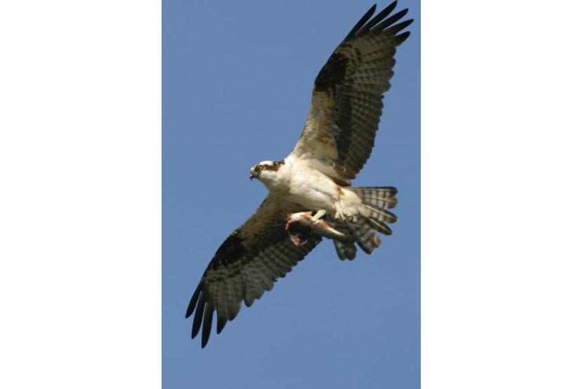 Osprey in flight with a fish in it's claws.