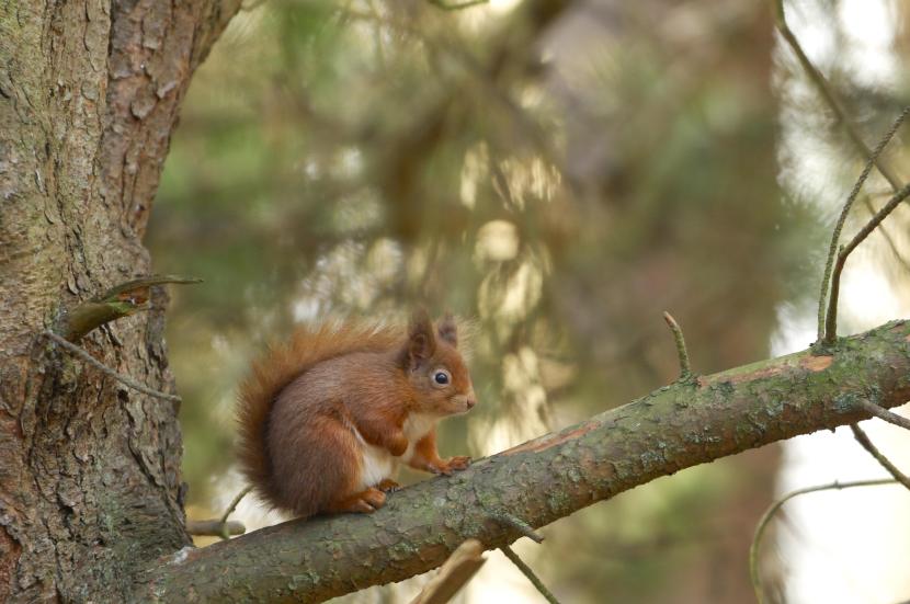 Red squirrel on a branch