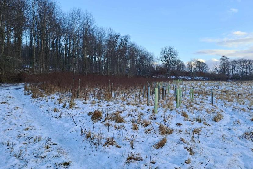 Aspen saplings covered in snow, and wrapped in tubes to protect them from animals.