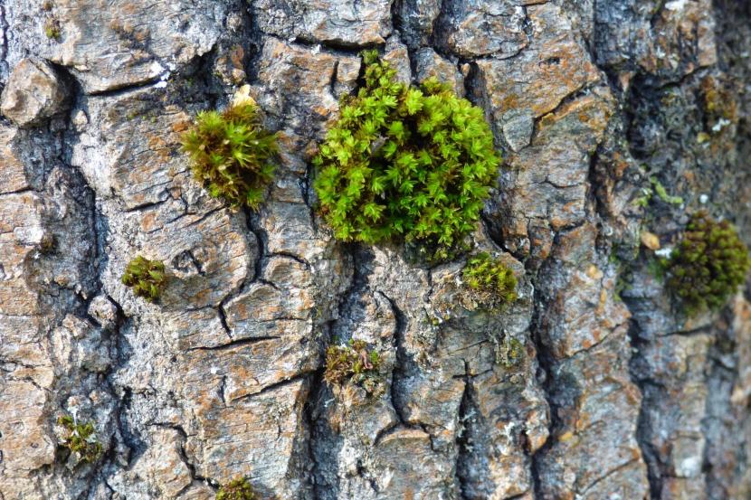 A close up of bristle moss on tree bark.