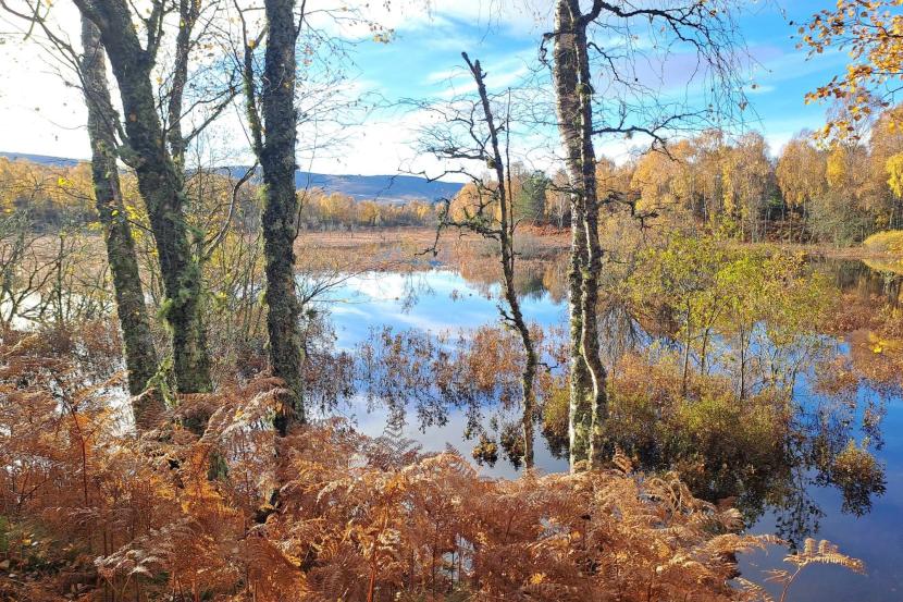 Golden bracken and birch trees on the edge of a loch, with autumnal trees on the far shore and blue skies above.