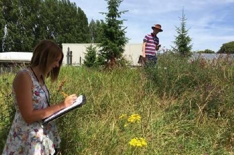 Two people carrying out a a Flower-Insect Timed Count in a field with clipboards